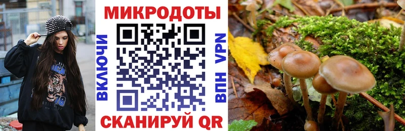 kraken сайт  Суворов  Галлюциногенные грибы мицелий 